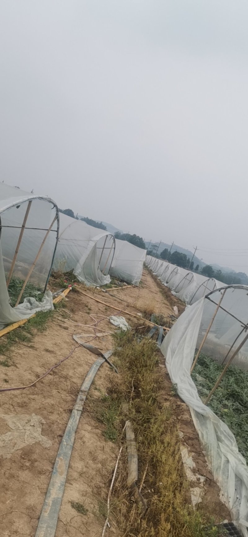 自家种植西瓜四川崇州东关