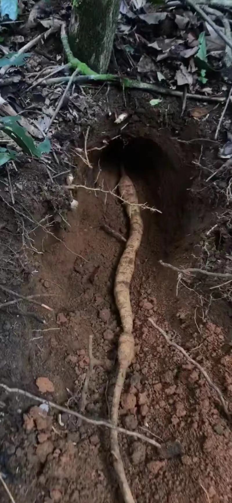 野生牛大力