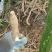 野生牛大力