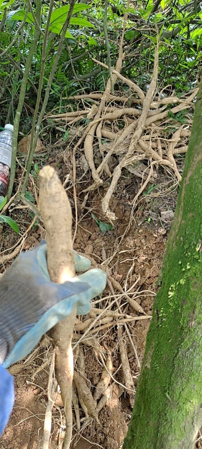 野生牛大力