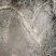 野生牛大力