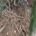 野生牛大力