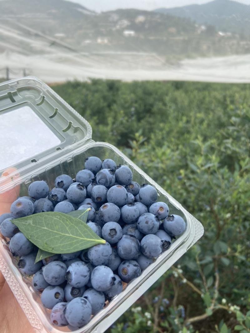 云南800亩野生蓝莓有量上市，支持各种渠道