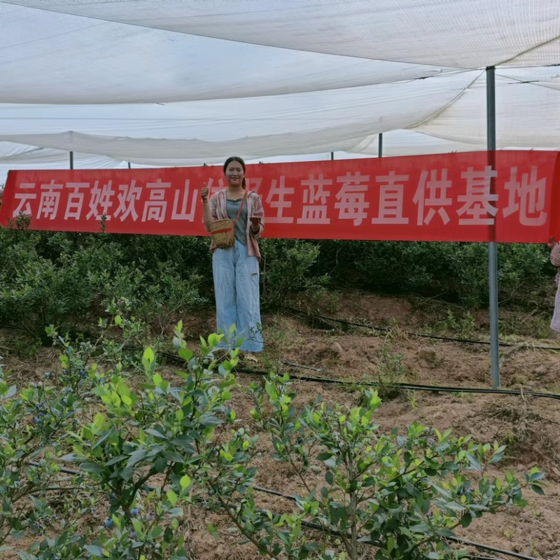 云南800亩野生蓝莓有量上市，支持各种渠道
