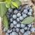 云南800亩野生蓝莓有量上市，支持各种渠道