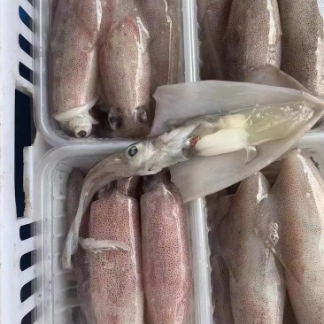 满籽鱿鱼食用冰冻，带籽量99%