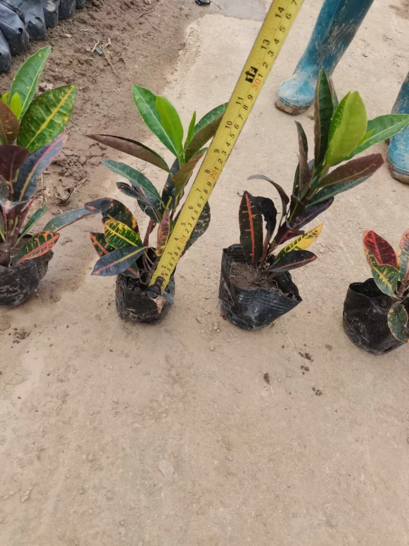 海南洒金各种规格基地大量现货供应，欢迎各位客户咨询