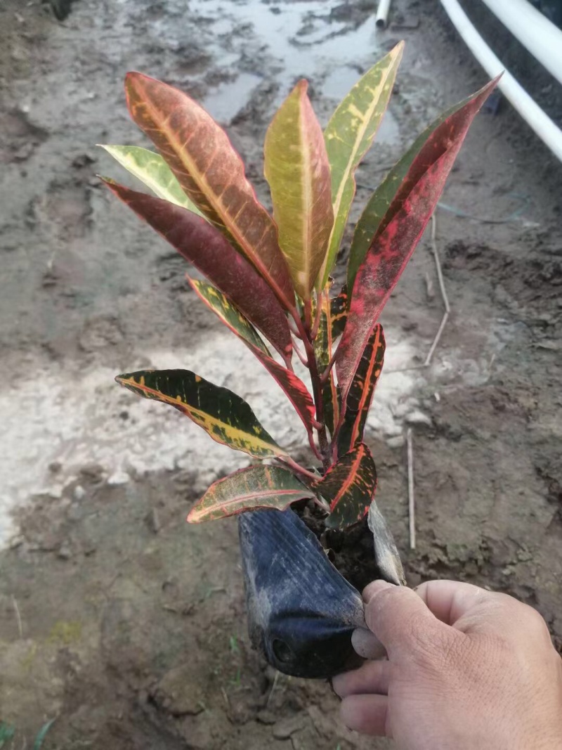 海南洒金各种规格基地大量现货供应，欢迎各位客户咨询
