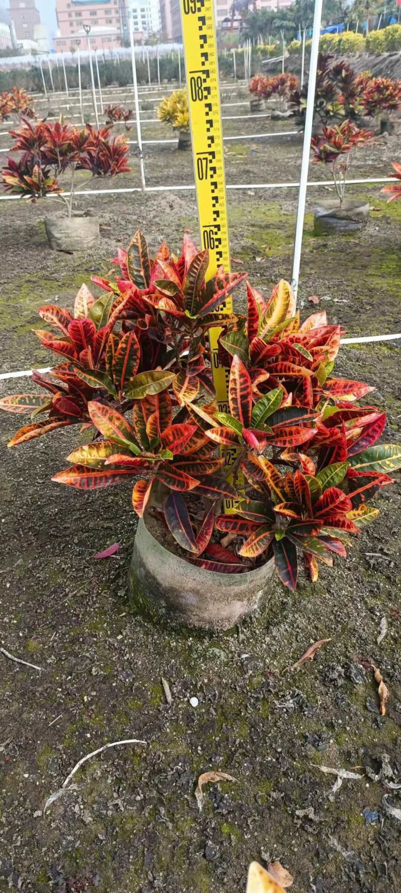 海南洒金各种规格基地大量现货供应，欢迎各位客户咨询