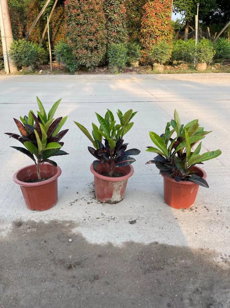 海南洒金各种规格基地大量现货供应，欢迎各位客户咨询