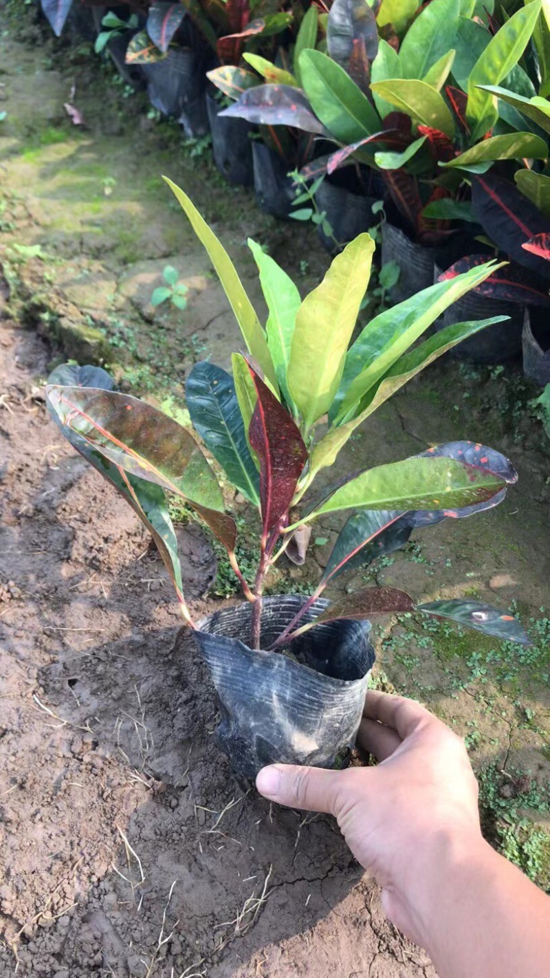海南洒金各种规格基地大量现货供应，欢迎各位客户咨询