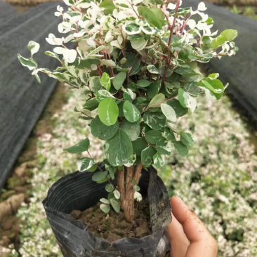 雪花木白雪木各种规格基地大量现货供应，欢迎各位客户咨询