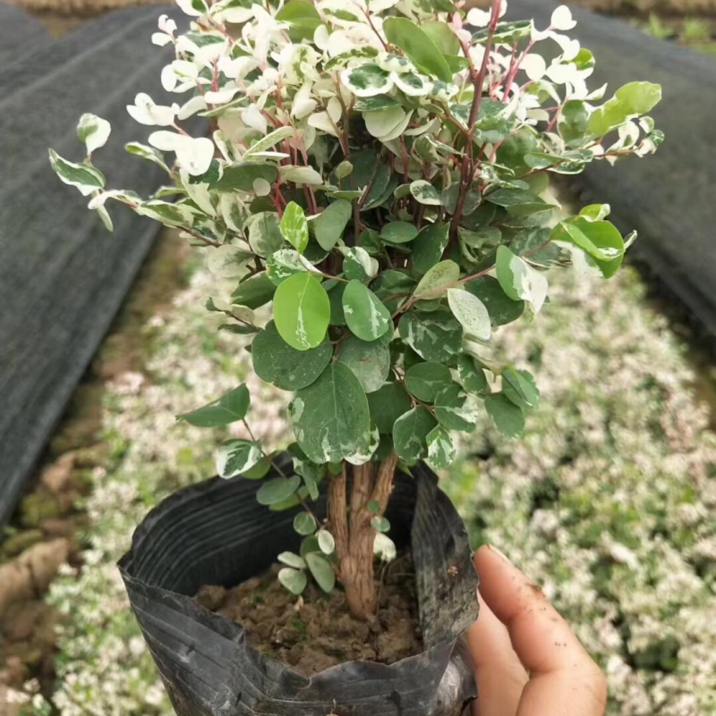 雪花木白雪木各种规格基地大量现货供应，欢迎各位客户咨询
