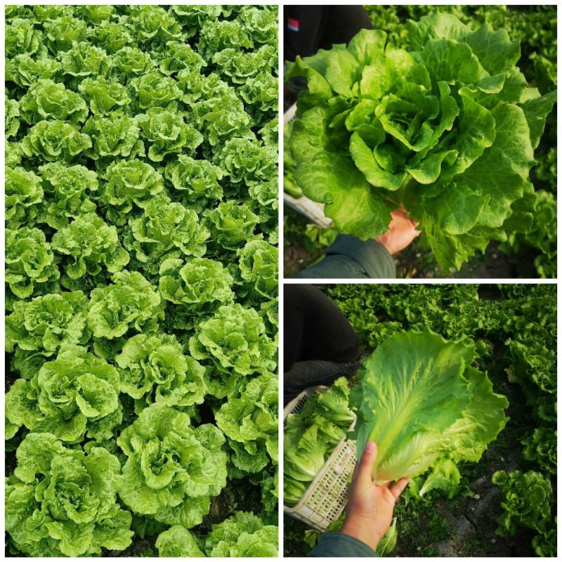 意大利生菜货源充足常年供应可提供增值税发票