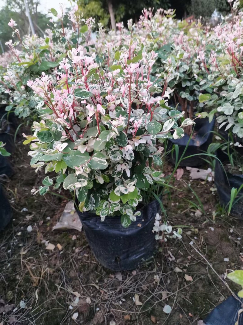 雪花木白雪木各种规格基地大量现货供应，欢迎各位客户咨询