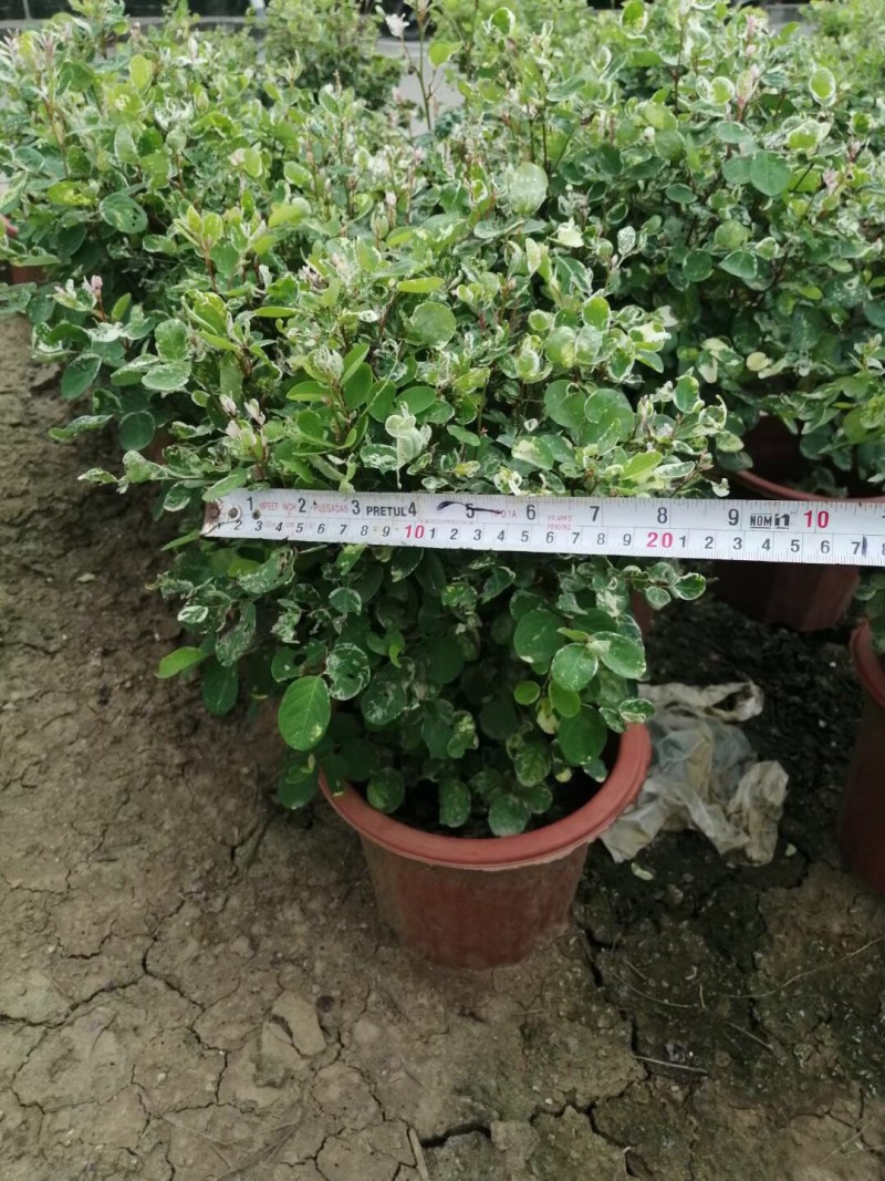 雪花木白雪木各种规格基地大量现货供应，欢迎各位客户咨询