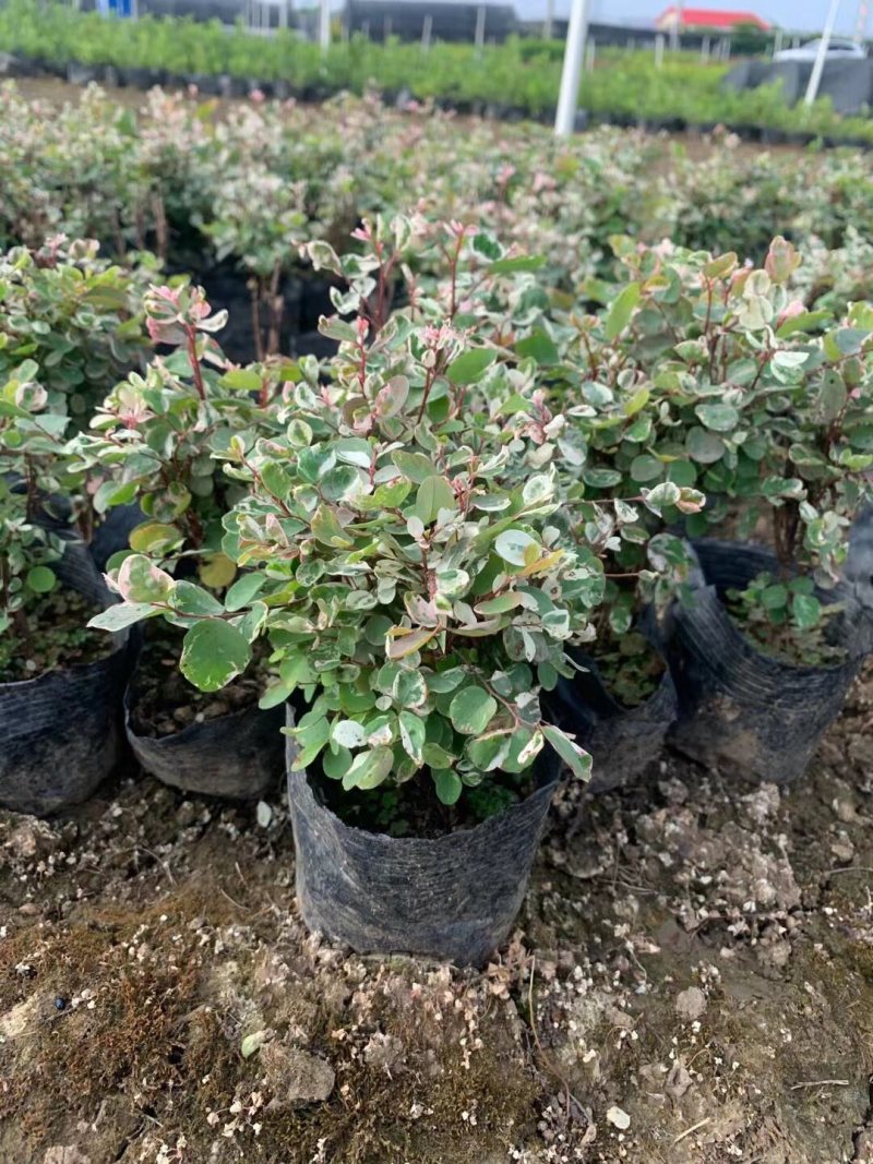 雪花木白雪木各种规格基地大量现货供应，欢迎各位客户咨询