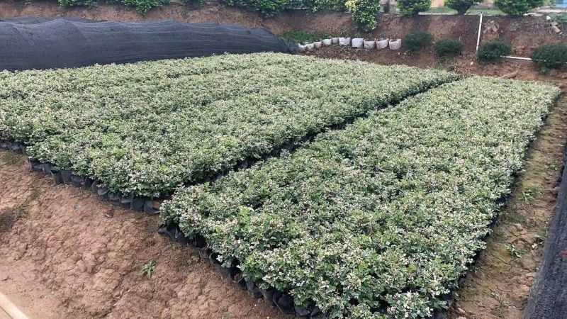 雪花木白雪木各种规格基地大量现货供应，欢迎各位客户咨询