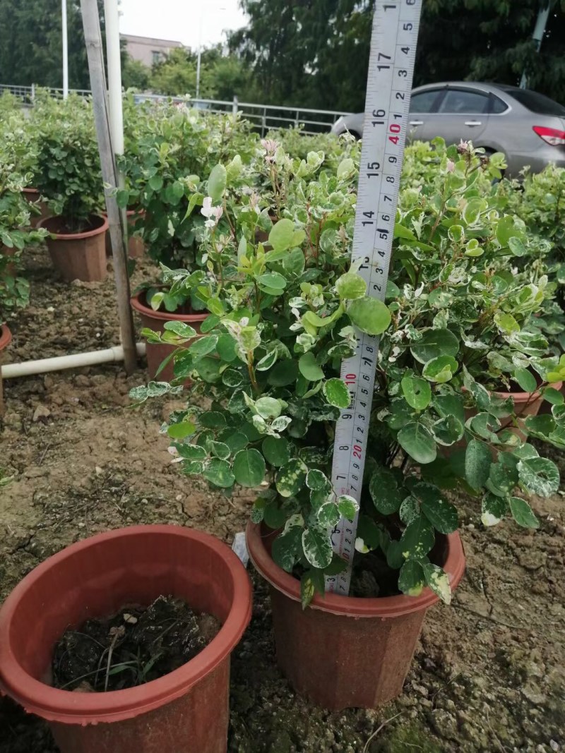 雪花木白雪木各种规格基地大量现货供应，欢迎各位客户咨询