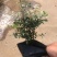 雪花木白雪木各种规格基地大量现货供应，欢迎各位客户咨询