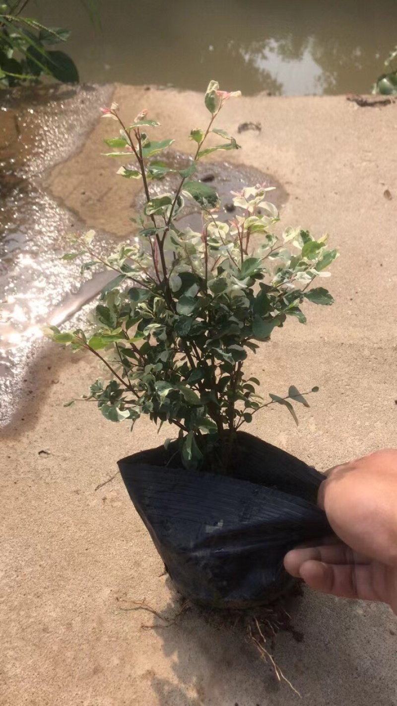 雪花木白雪木各种规格基地大量现货供应，欢迎各位客户咨询