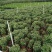 雪花木白雪木各种规格基地大量现货供应，欢迎各位客户咨询