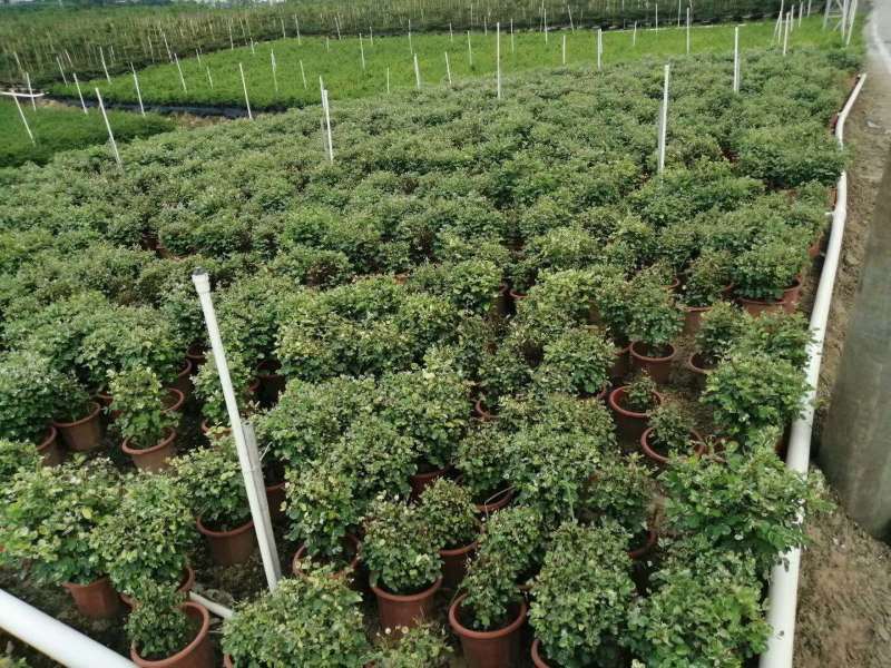 雪花木白雪木各种规格基地大量现货供应，欢迎各位客户咨询