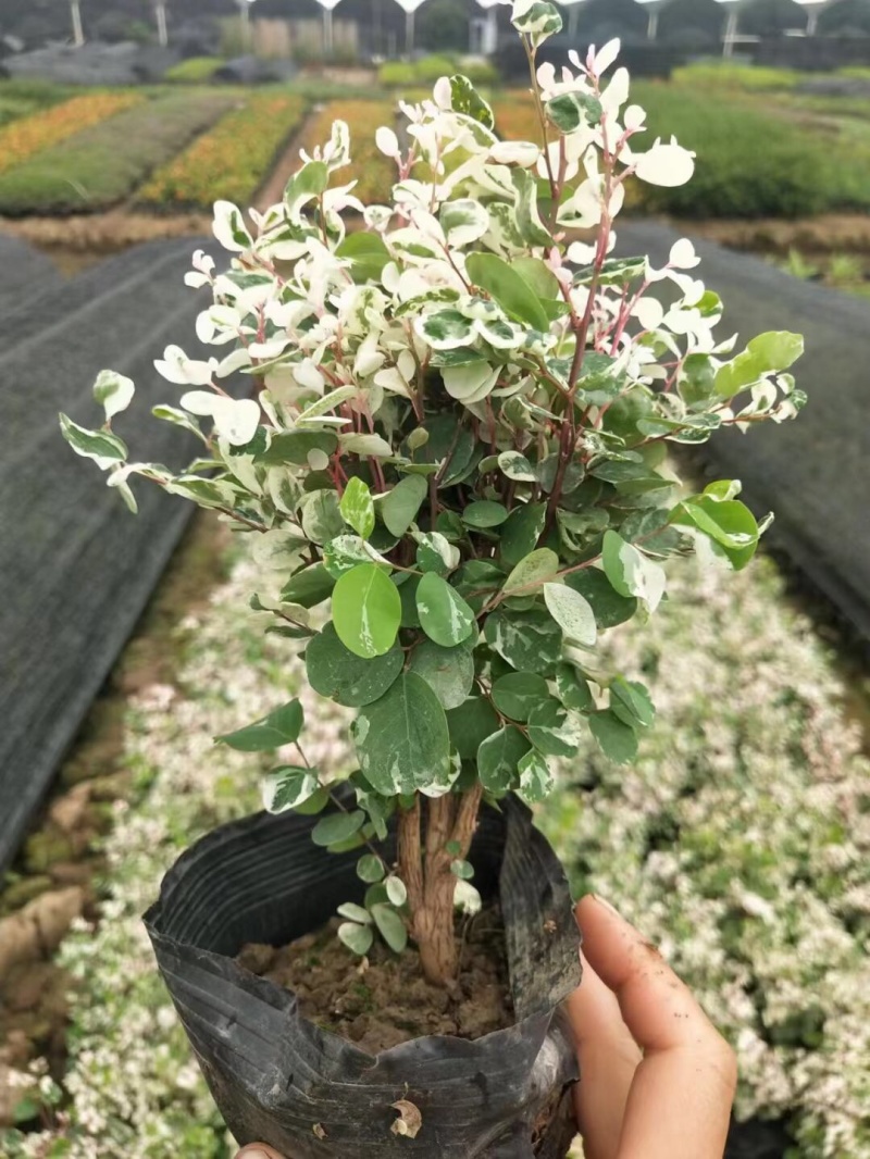 雪花木白雪木各种规格基地大量现货供应，欢迎各位客户咨询