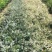 雪花木白雪木各种规格基地大量现货供应，欢迎各位客户咨询