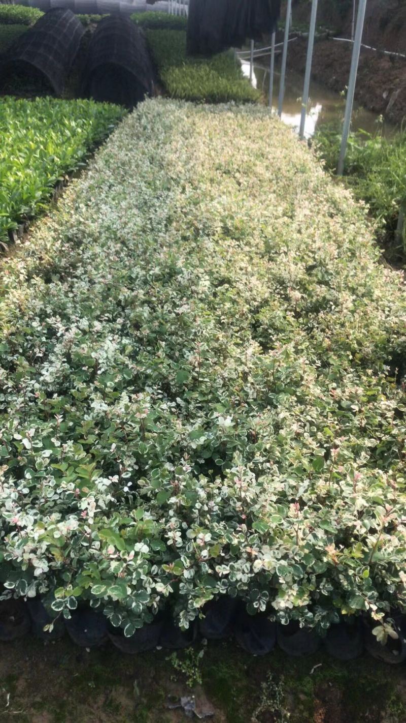 雪花木白雪木各种规格基地大量现货供应，欢迎各位客户咨询