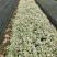 雪花木白雪木各种规格基地大量现货供应，欢迎各位客户咨询