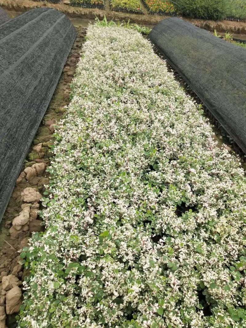 雪花木白雪木各种规格基地大量现货供应，欢迎各位客户咨询