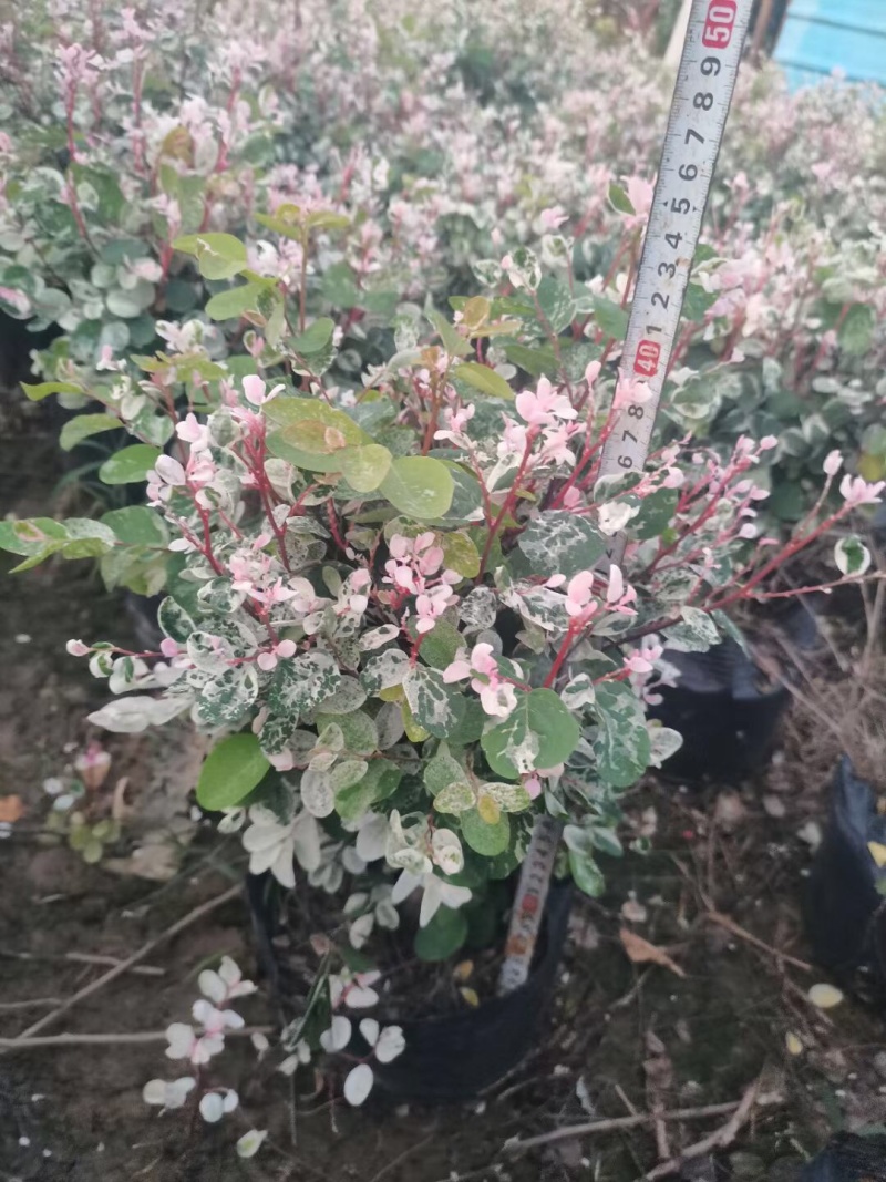 雪花木白雪木各种规格基地大量现货供应，欢迎各位客户咨询
