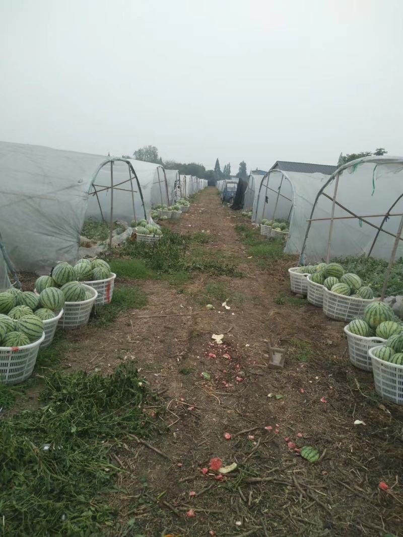本地大棚美都西瓜