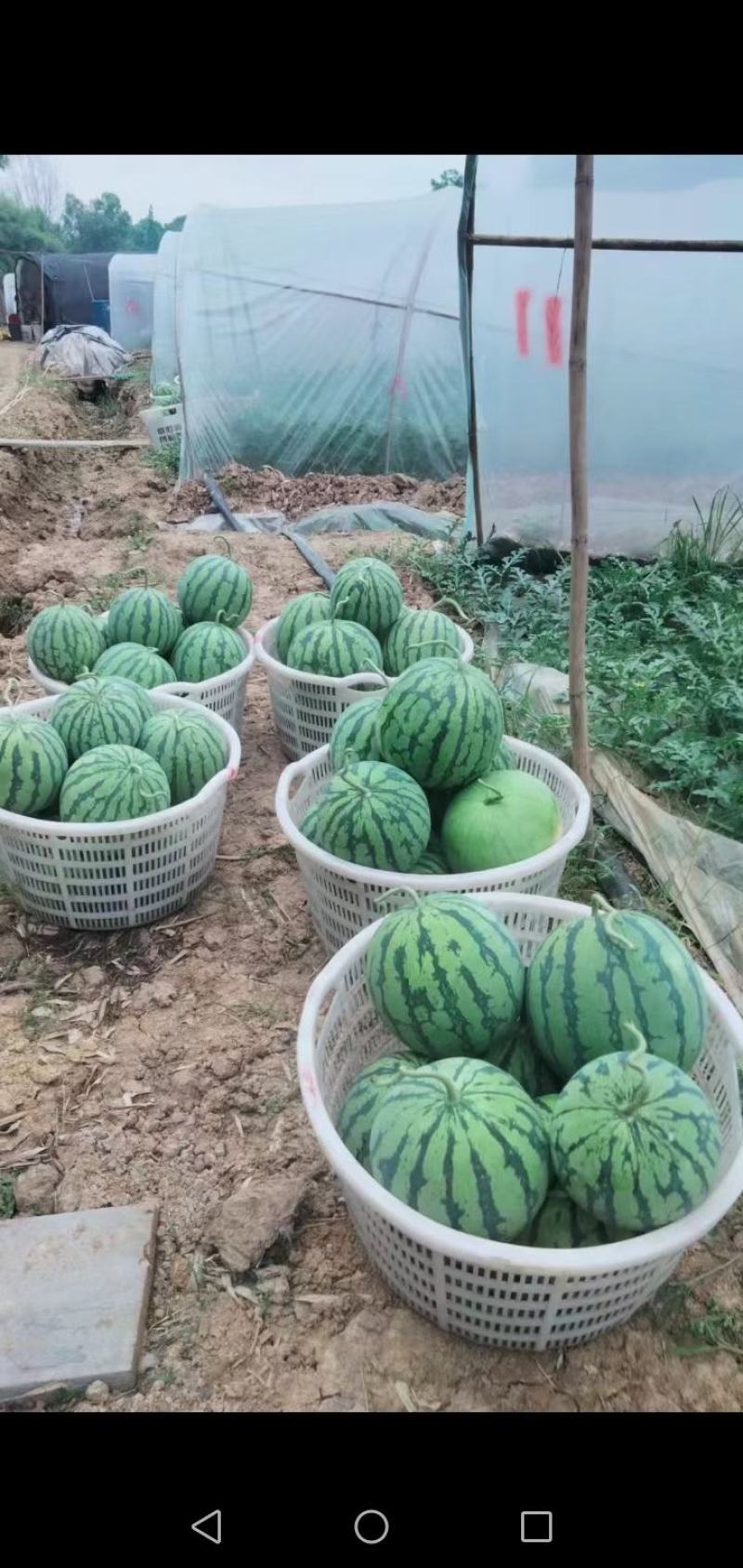 本地大棚美都西瓜