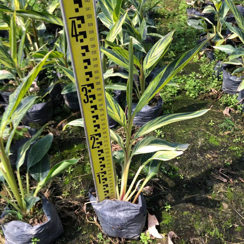 花叶姜各种规格基地大量现货供应，欢迎各位客户咨询