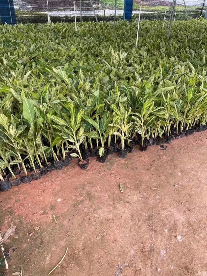 花叶姜各种规格基地大量现货供应，欢迎各位客户咨询
