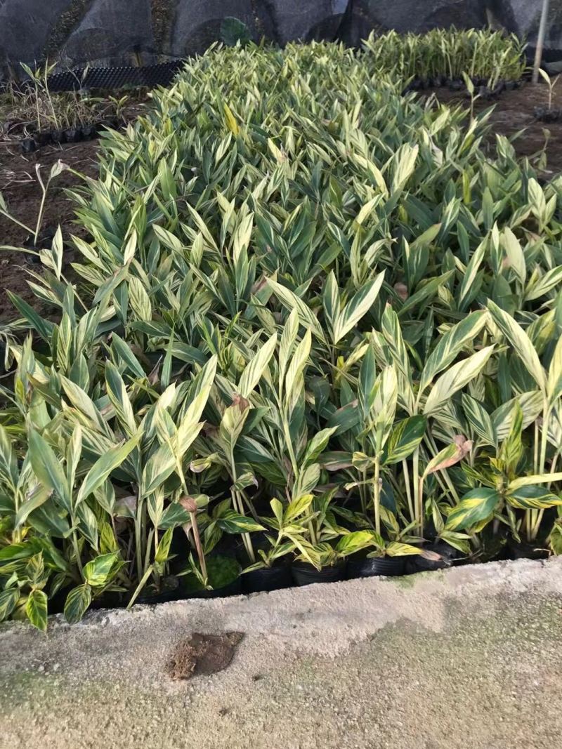 花叶姜各种规格基地大量现货供应，欢迎各位客户咨询