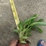 花叶姜各种规格基地大量现货供应，欢迎各位客户咨询
