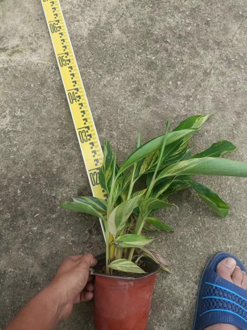 花叶姜各种规格基地大量现货供应，欢迎各位客户咨询