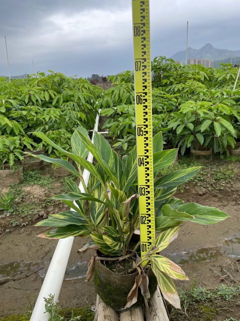 花叶姜各种规格基地大量现货供应，欢迎各位客户咨询