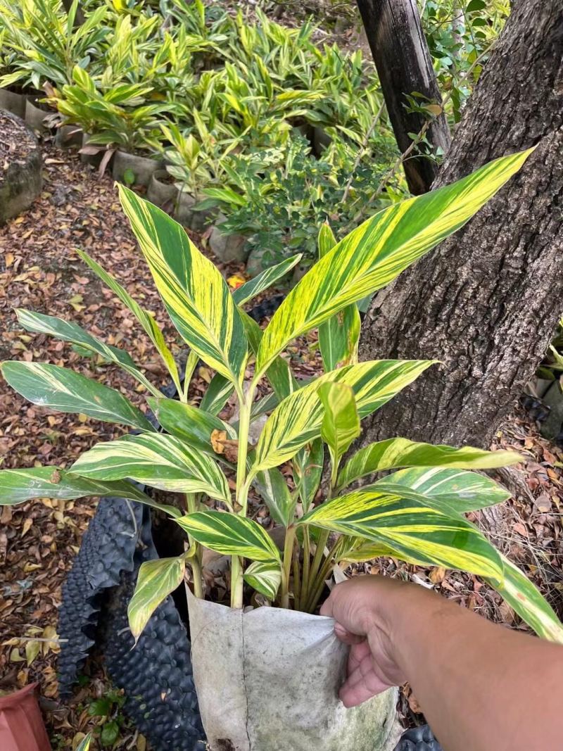 花叶姜各种规格基地大量现货供应，欢迎各位客户咨询
