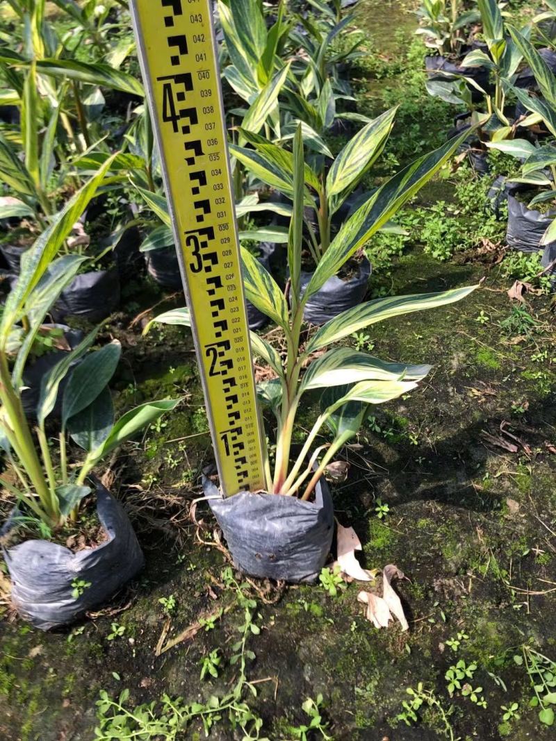 花叶姜各种规格基地大量现货供应，欢迎各位客户咨询