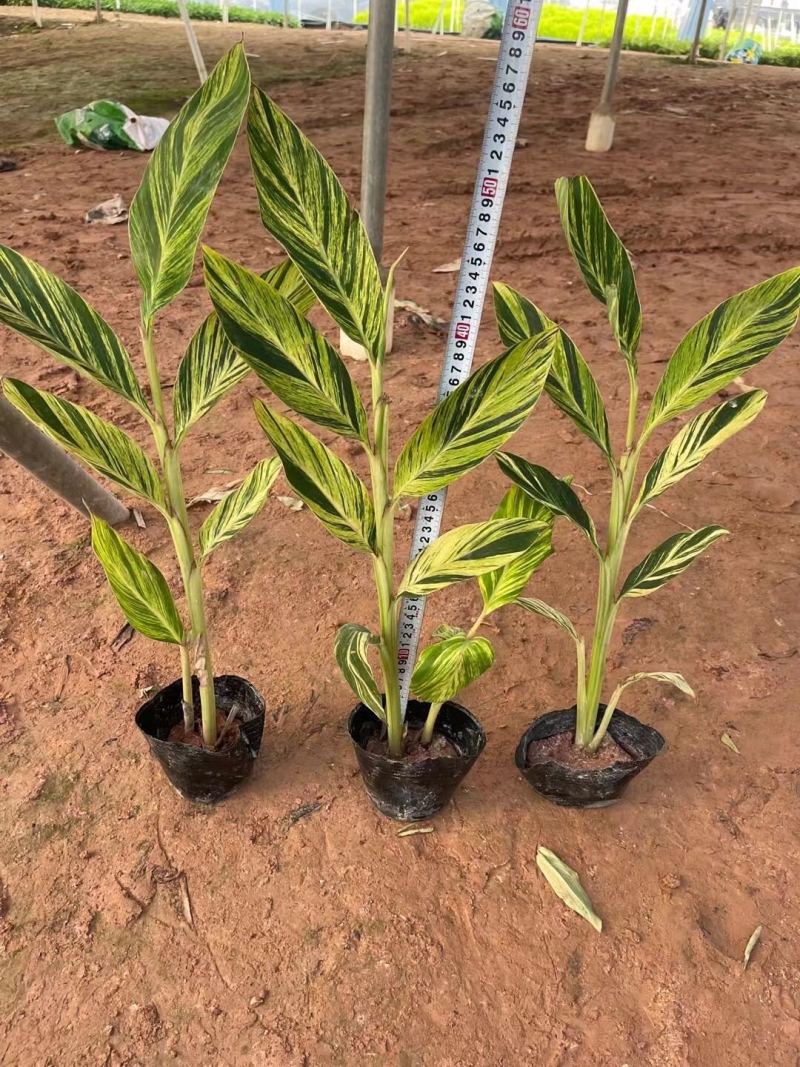花叶姜各种规格基地大量现货供应，欢迎各位客户咨询