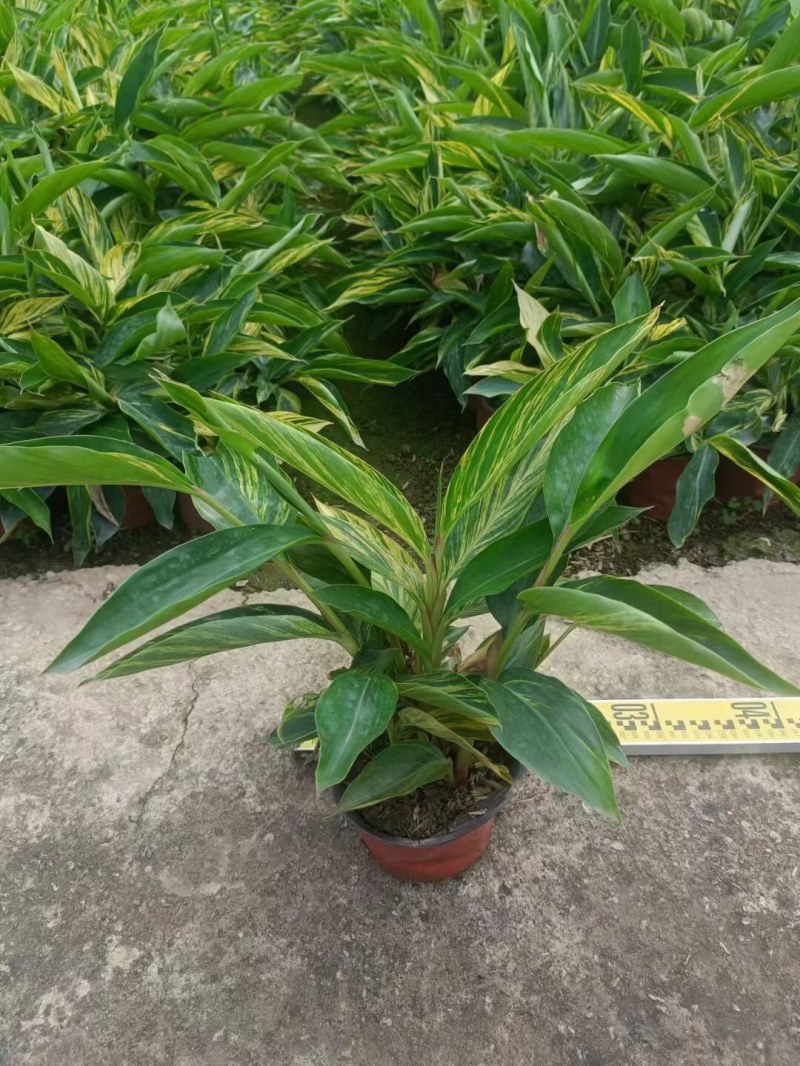 花叶姜各种规格基地大量现货供应，欢迎各位客户咨询