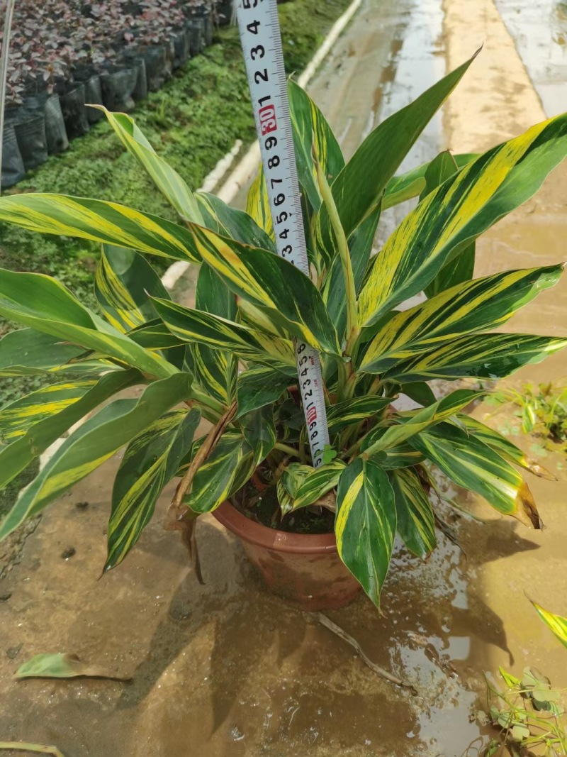 花叶姜各种规格基地大量现货供应，欢迎各位客户咨询