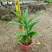 姜花各种规格基地大量现货供应，欢迎各位客户咨询