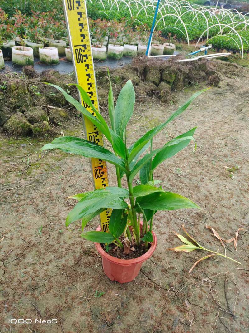 姜花各种规格基地大量现货供应，欢迎各位客户咨询