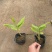 姜花各种规格基地大量现货供应，欢迎各位客户咨询