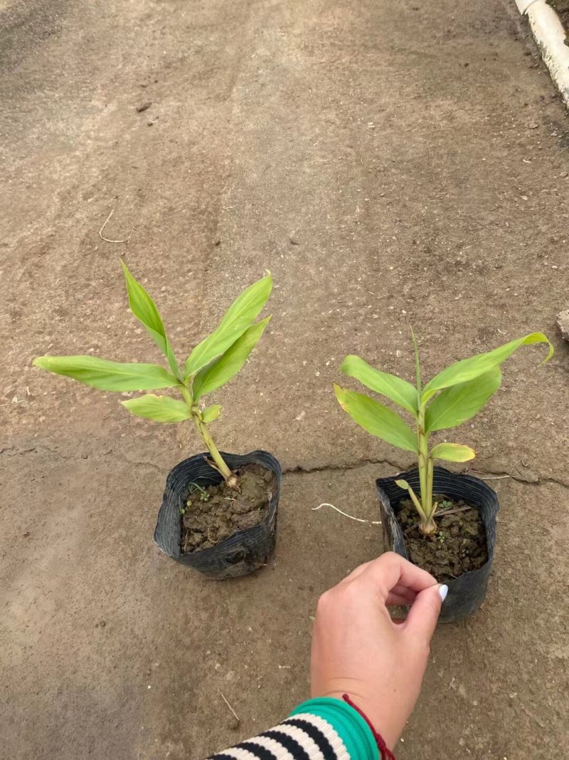姜花各种规格基地大量现货供应，欢迎各位客户咨询